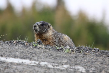 living wild marmot
