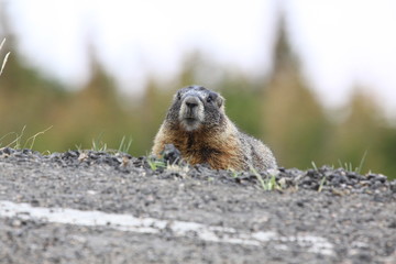 living wild marmot