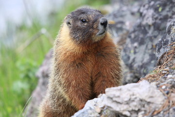 Naklejka na ściany i meble living wild marmot