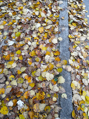 dry leaves contrast on nature