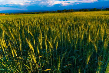 wheat filds in summer day