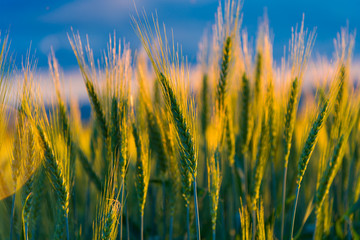 Obraz premium wheat filds in summer day