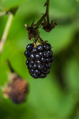 Balckberry