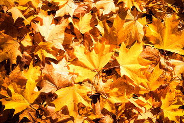 Autumn leaves. Lying carpet. Abstract view.