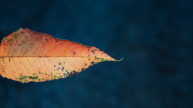 autumn leaf