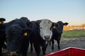 Single white-faced cow in a herd of black cows