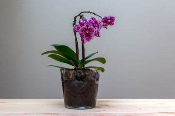 flowering phalaenopsis orchid on the table - obrazy, fototapety, plakaty