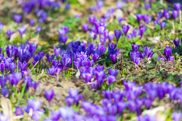 Obraz premium Crocus