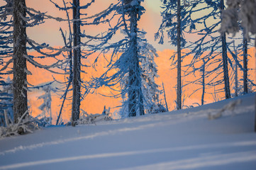Amazing winter