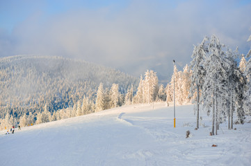 Snow trees in the winter