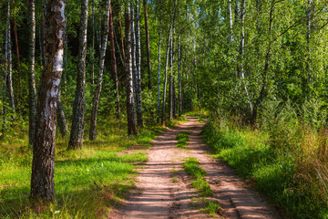 Forest. The road leading to the forest. Summer season.