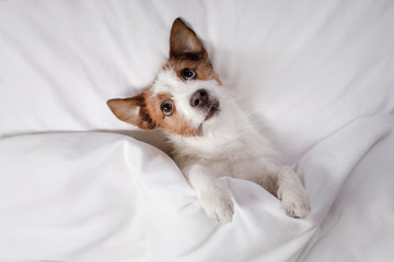 Dog Jack Russell Terrier lying in bed