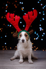 Dog Jack Russell Terrier Christmas