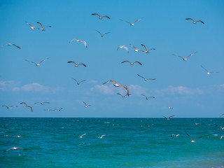 a large flock of gulls against the sky on the sea