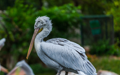 Animals at the zoo park