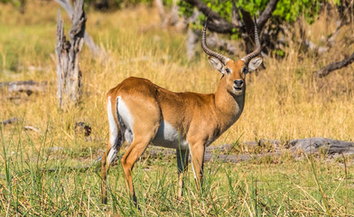 Male southern lechwe, .Moremi Game Reserve, Okavango Delta, Botswana