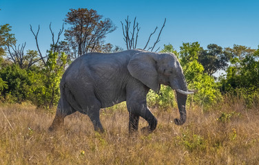 Obraz na płótnie Canvas Elephant bull in musth, Moremi Game Reserve, Okavango Delta, Botswana