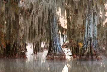 At dawn, the trees of a bald cypress with hanging Spanish moss. Louisiana, Lake Martin