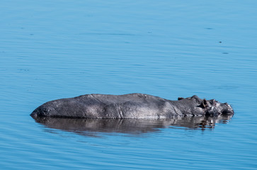 Obraz premium Hippo pool, Moremi Game Reserve, Okavango Delta, Botswana
