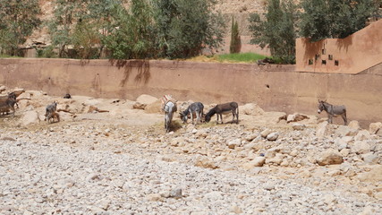 Fototapeta premium Frankreich / Italien