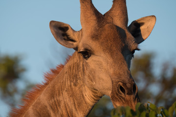 Giraffe, Moremi Game Reserve, Okavango Delta, Botswana