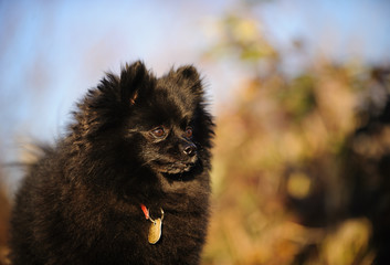 Black Pomeranian dog outdoor portrait in nature