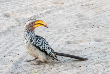 Southern yellow-billed hornbill, Moremi Game Reserve, Okavango Delta, Botswana