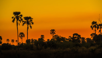 Fototapeta na wymiar Sunset, Moremi Game Reserve, Okavango Delta, Botswana