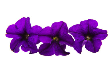 violet flower of petunia isolated