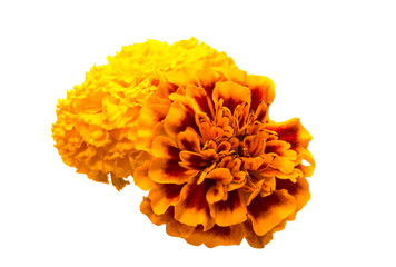marigold flowers