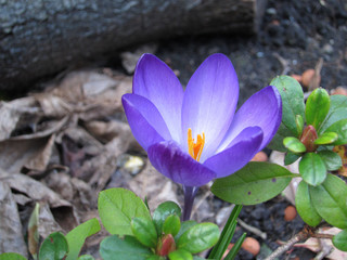 A nice crocus flower