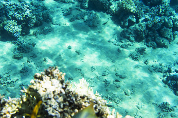 Naklejka na ściany i meble Corals on the sandy bottom