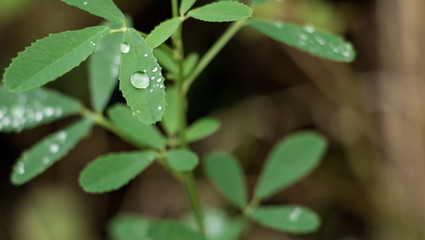 green leave