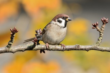 Sparrow