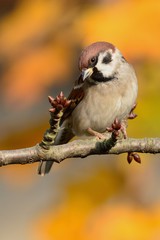 Sparrow