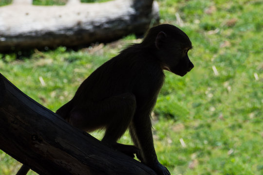 Monkey Silhouette