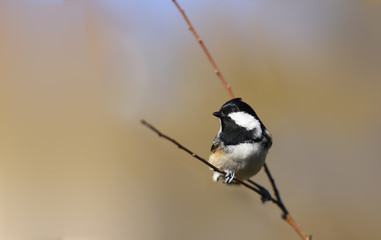 Obraz premium Peaceful coexistence of couple of Little Coal tit. It happens only a matter seconds .....