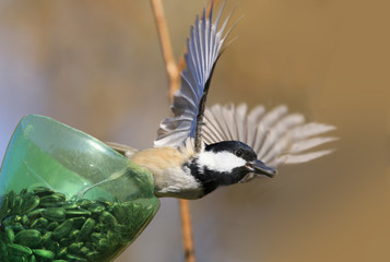 Peaceful coexistence of couple of Little Coal tit. It happens only  a matter  seconds .....