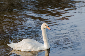 Obraz premium Winter sunrise