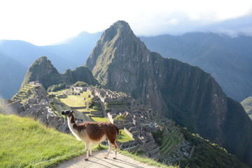 LLAMA At Sunset in front of MACHU PICCHU