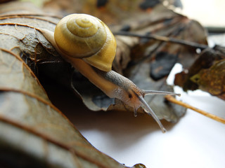 Curious Snail on Leaves