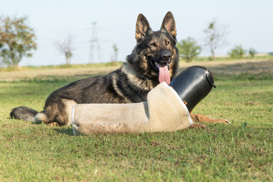 German Shepherd Dog lying behind the perfector bite sleeve for dog training