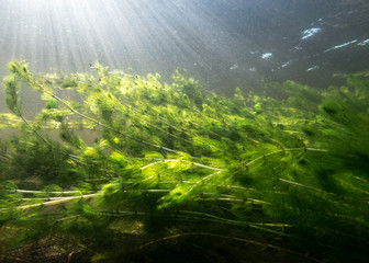 Dense watermilfoil vegetation with sunrays underwater