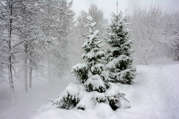 A snowstorm in the park. Snow-covered Christmas trees.