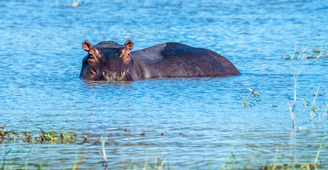 Fototapeta premium Hippo pool, Moremi Game Reserve, Okavango Delta, Botswana