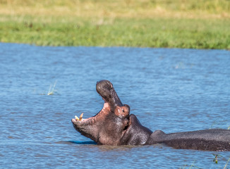 Fototapeta premium Hippo pool, Moremi Game Reserve, Okavango Delta, Botswana