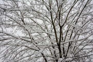 Black and white graphics snow-covered branches.