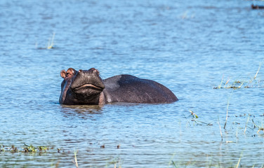 Fototapeta premium Hippo pool, Moremi Game Reserve, Okavango Delta, Botswana