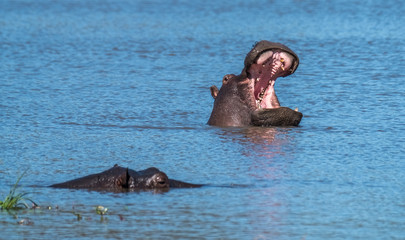 Fototapeta premium Hippo pool, Moremi Game Reserve, Okavango Delta, Botswana