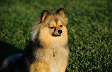 Pomeranian dog sitting in grass lawn